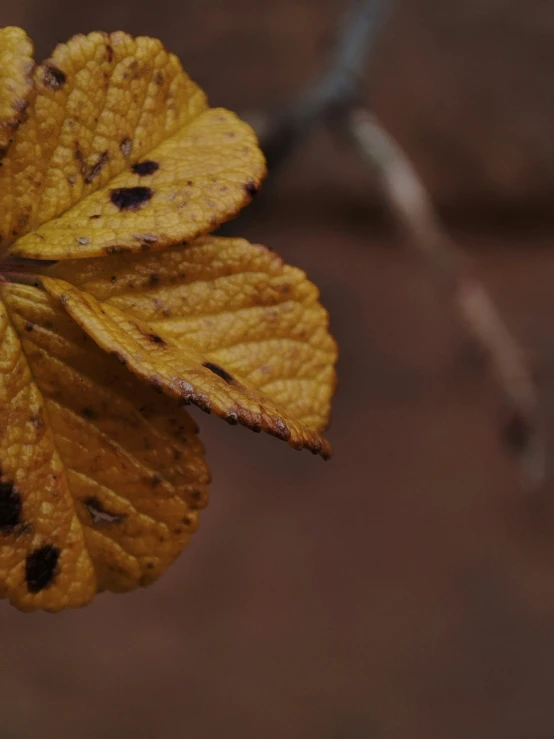 a leaf has several spots on it