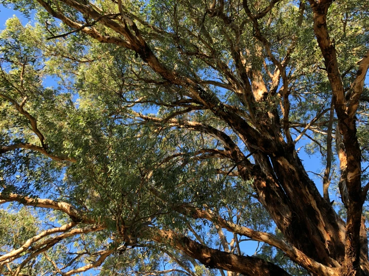 a tree with green leaves and sky background