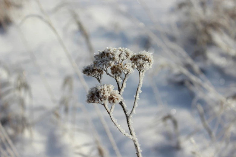 closeup view of an insect resting on a plant in the snow