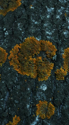 the colors and lichens of some sort are yellow, brown and grey