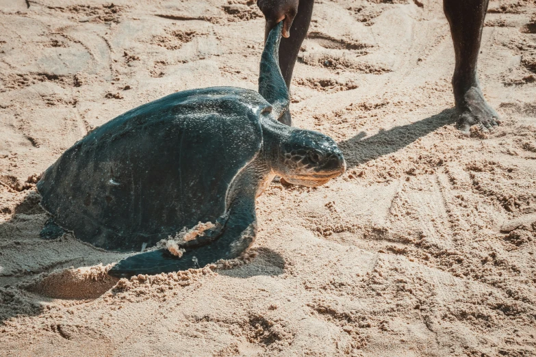 a baby sea turtle crawling towards its mother