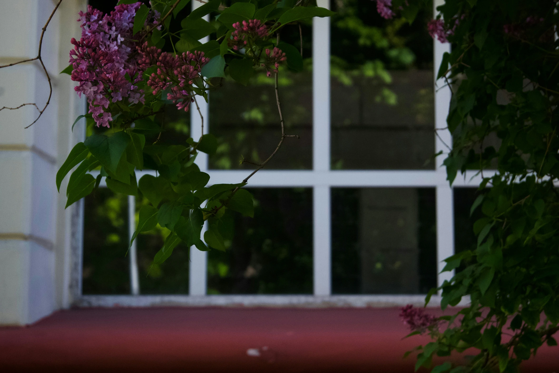 a window with a view of a bush and purple flowers