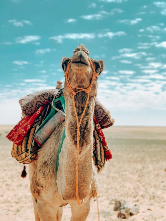 a close up of a camel in the desert