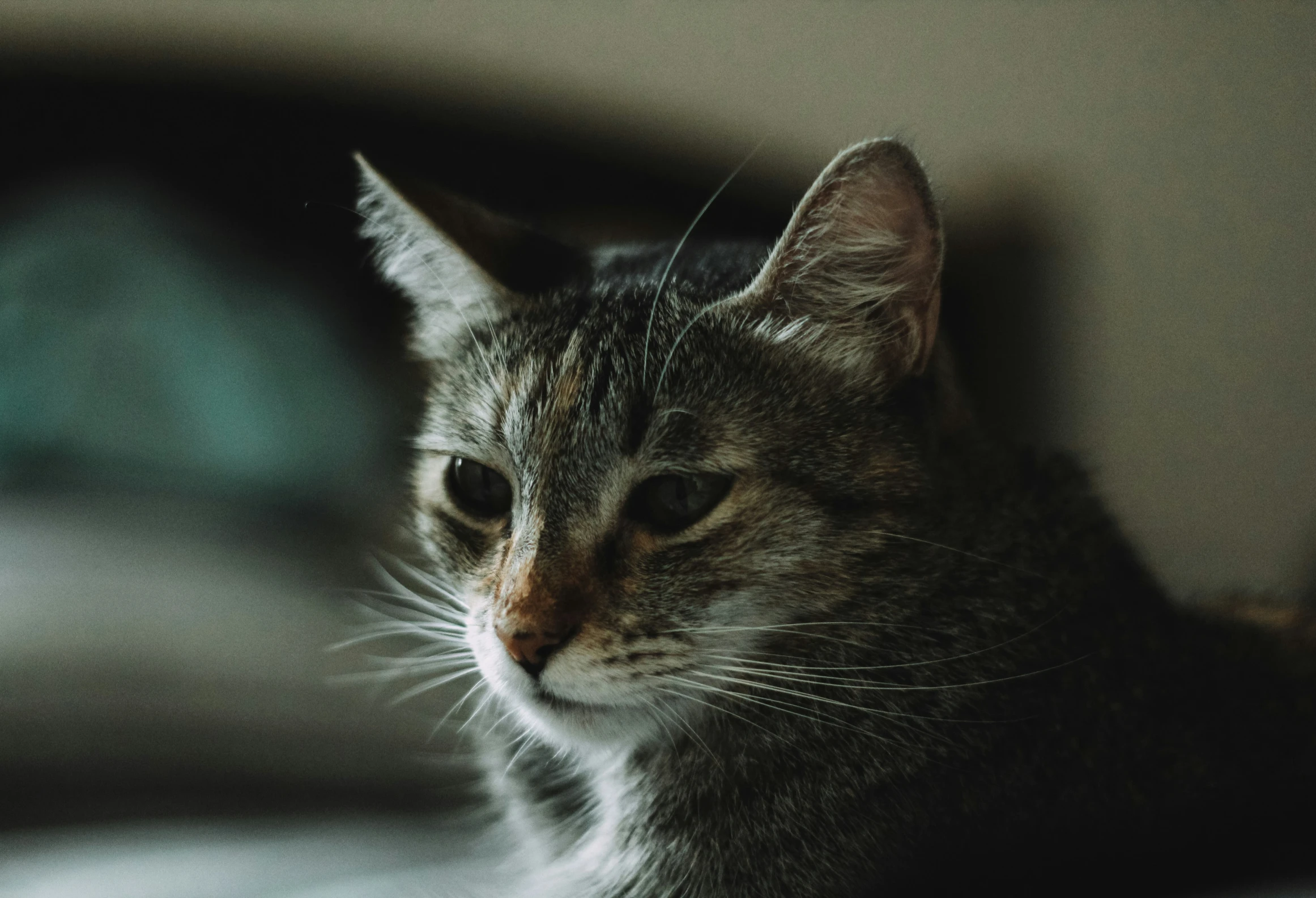 a close up po of a cat's face with no eyes