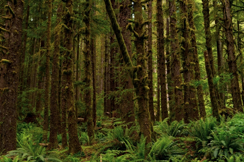 an open forest with lush green foliage