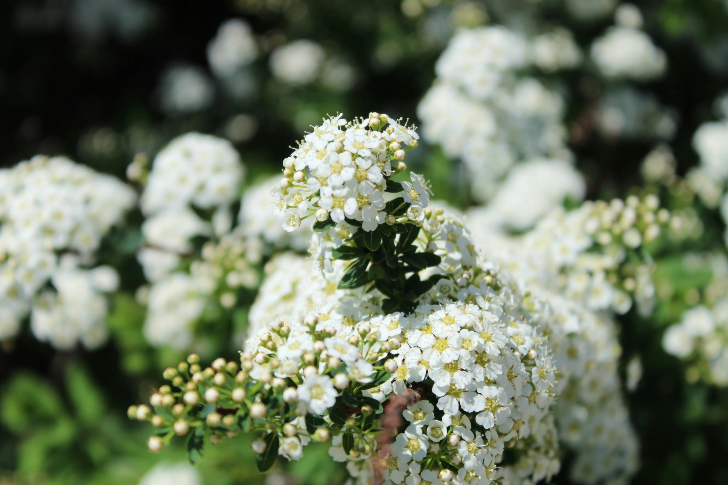 closeup of a bunch of white flowers