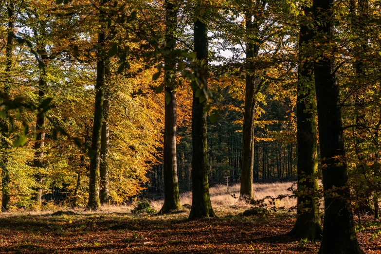 the woods with the trees is very colorful