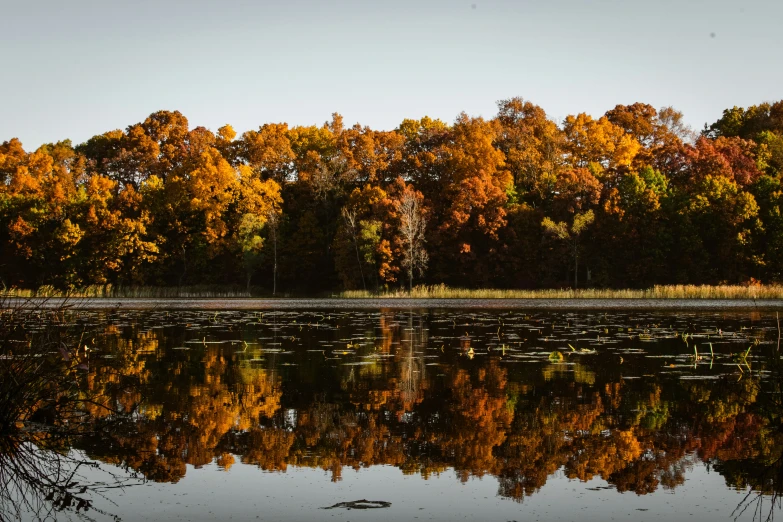 a body of water surrounded by fall trees