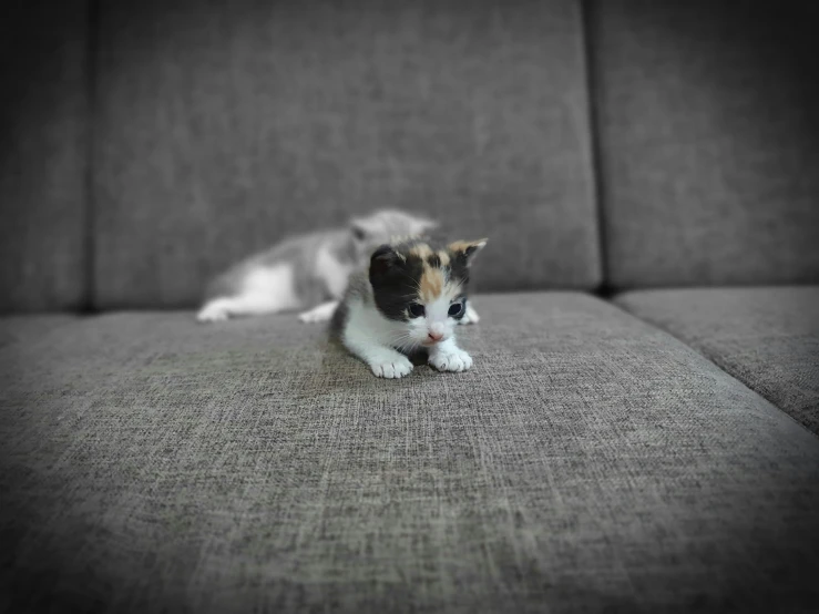 a small kitten sitting on top of a couch