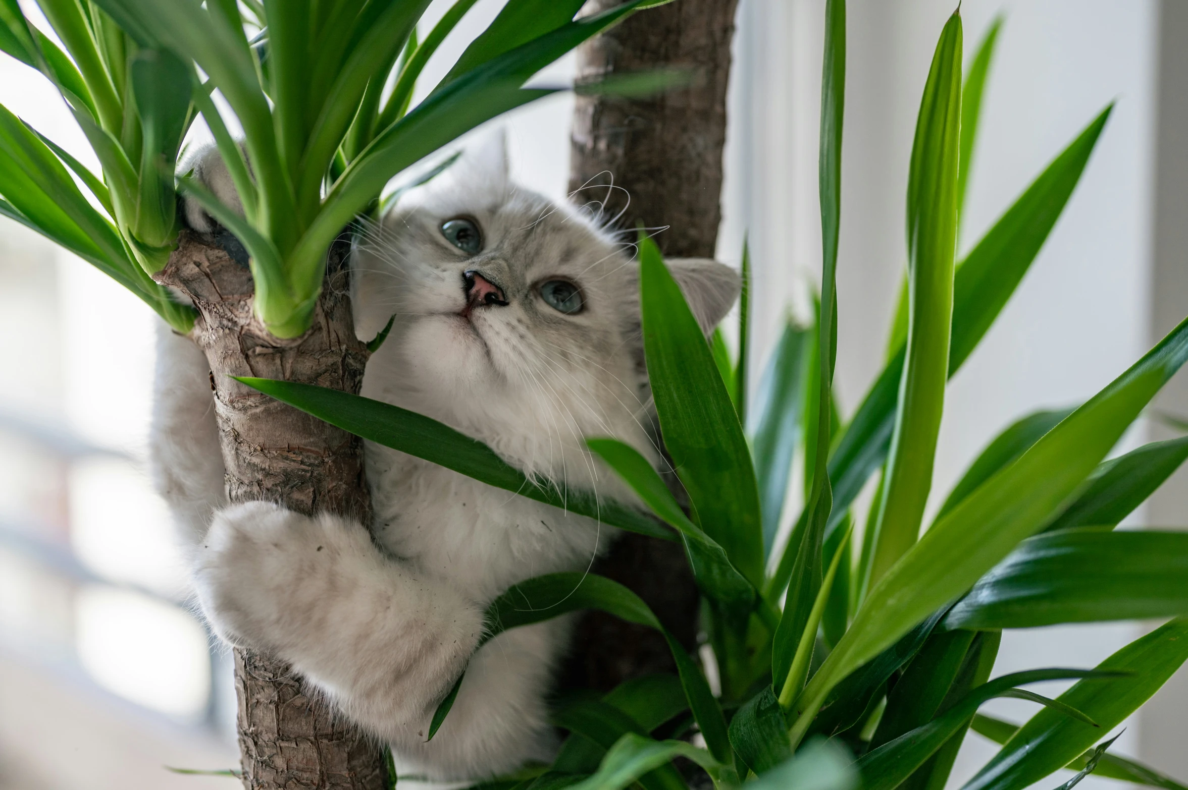 a small kitten sitting in a green plant