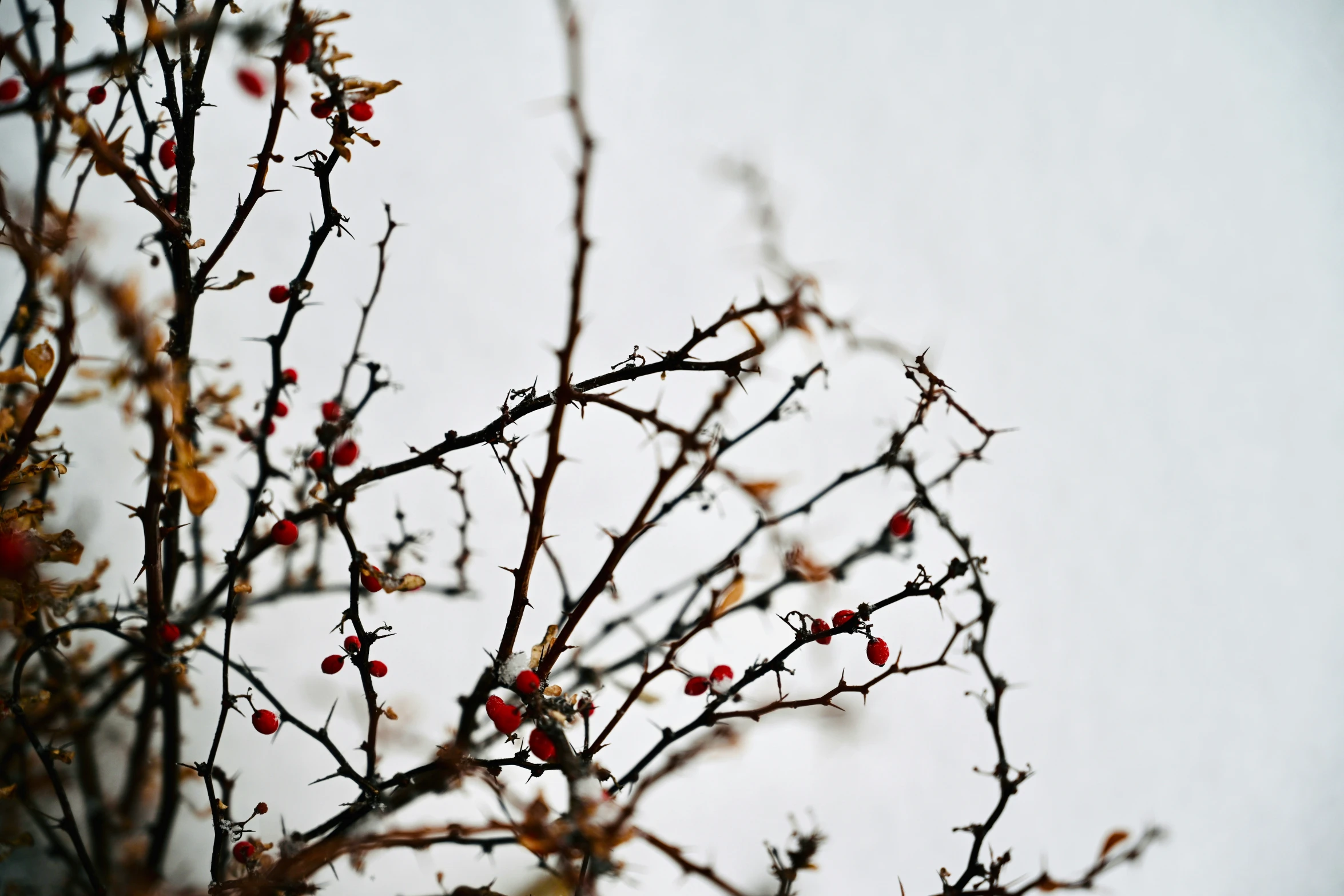 a tree with some red berries hanging from it's nches