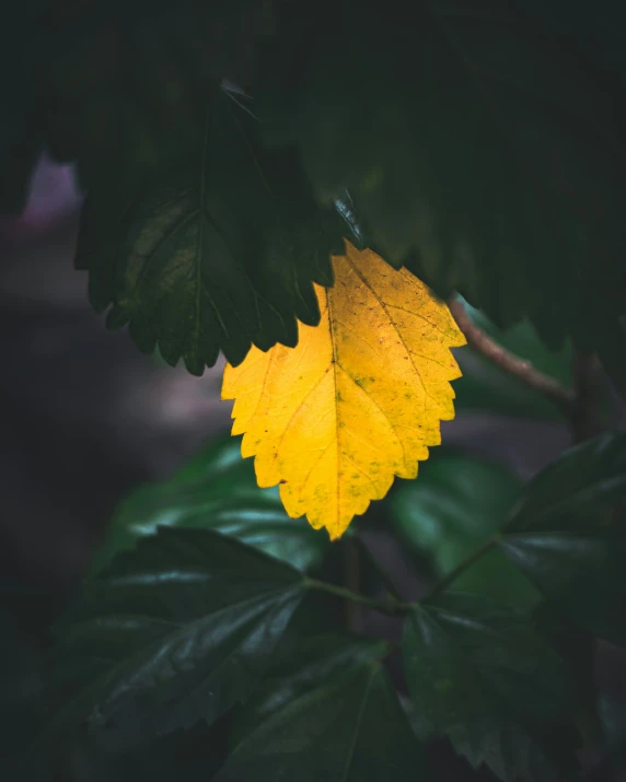 a large leaf with yellow leaves is pictured