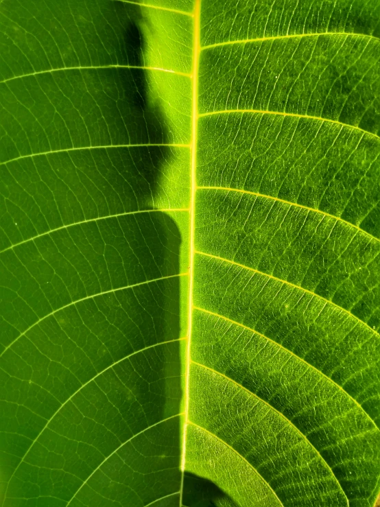 close up of a green leaf that is not showing