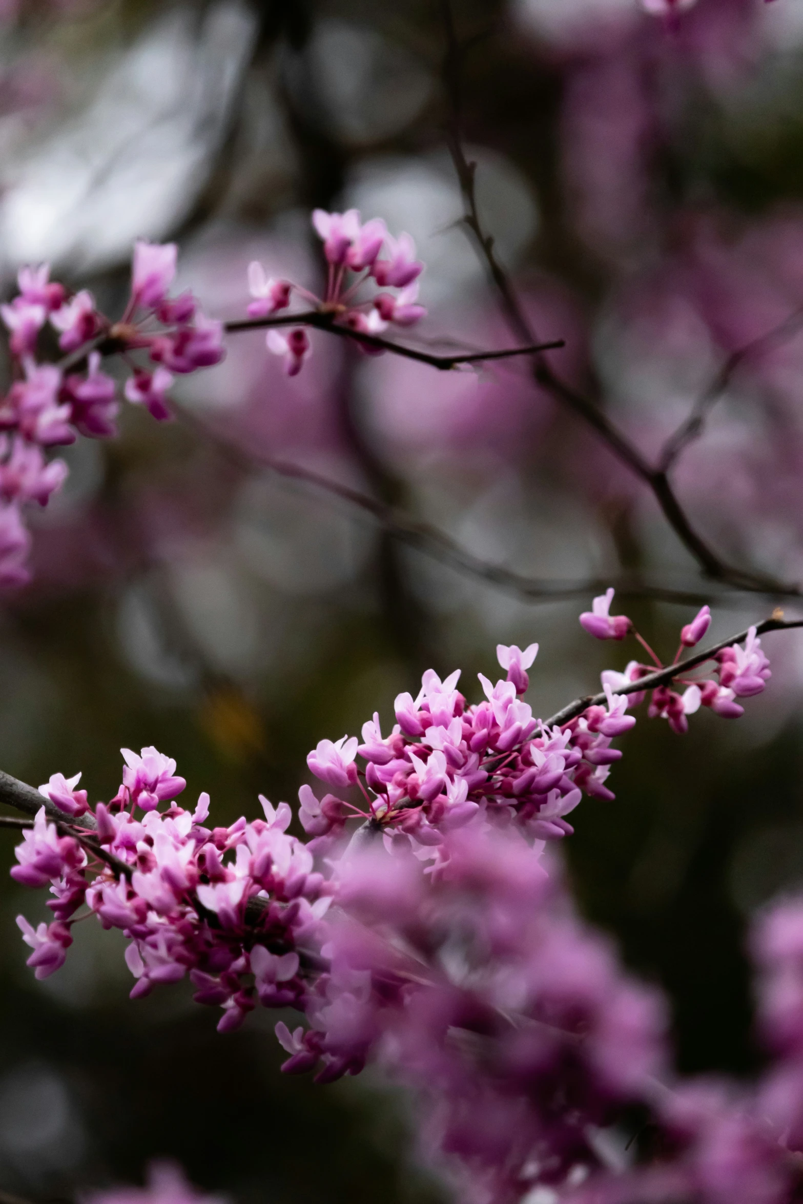 a humming bird sits on top of a nch of purple flowers