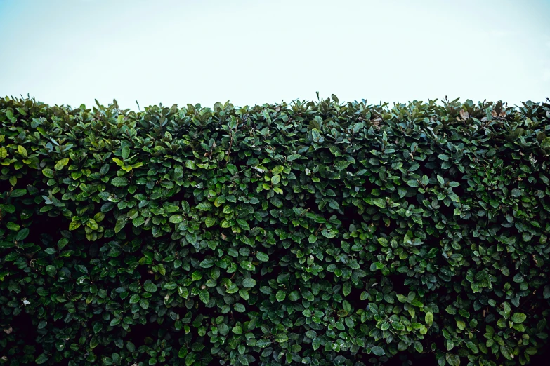 a large hedge of green leaves covering the ground