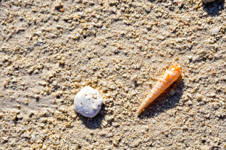 two shells on a sandy surface next to a sand dollar