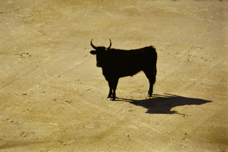 a cow that is standing in the dirt