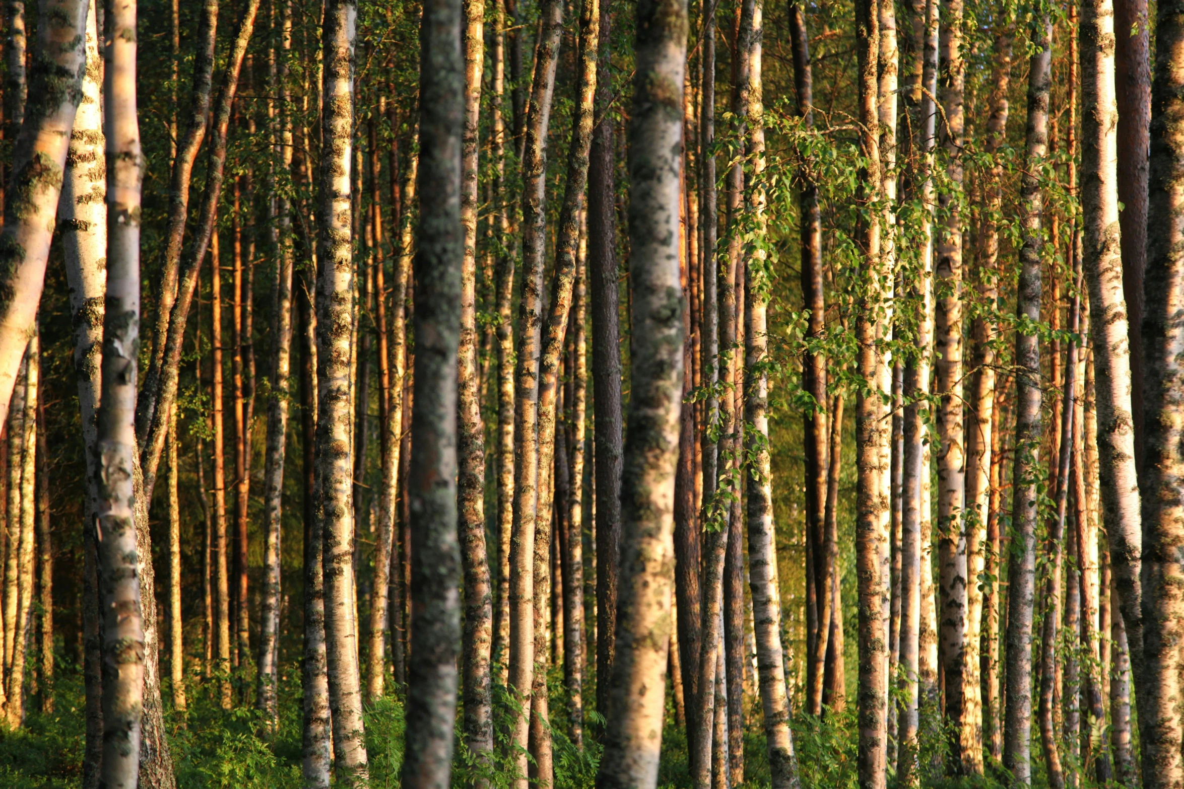 the sunlight shining through several trees in a forest