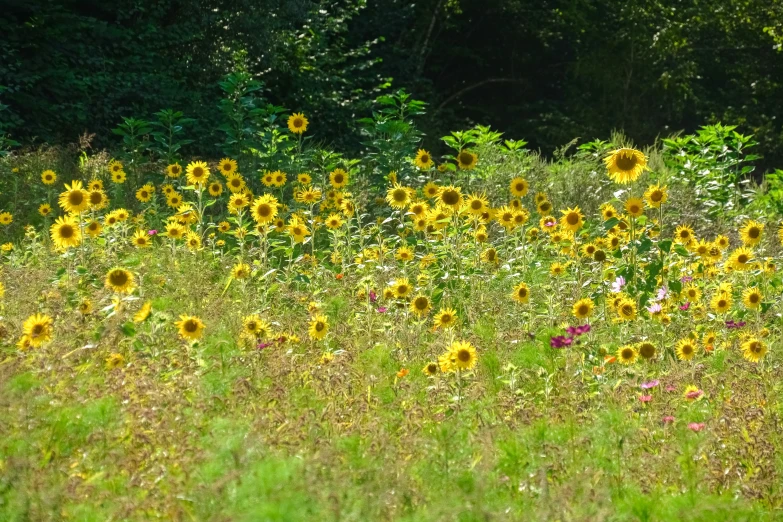 sunflowers in the middle of an open field near trees