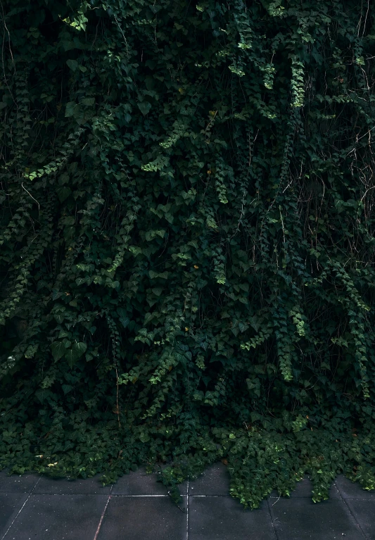 a fire hydrant surrounded by evergreens on the side of a street