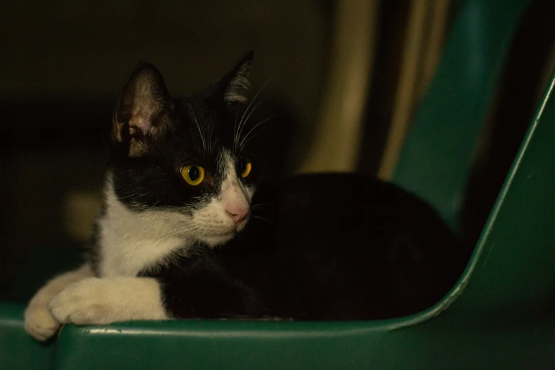 a black and white cat is looking over the side of a green chair