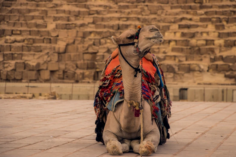 the camel is sitting in front of the pyramid