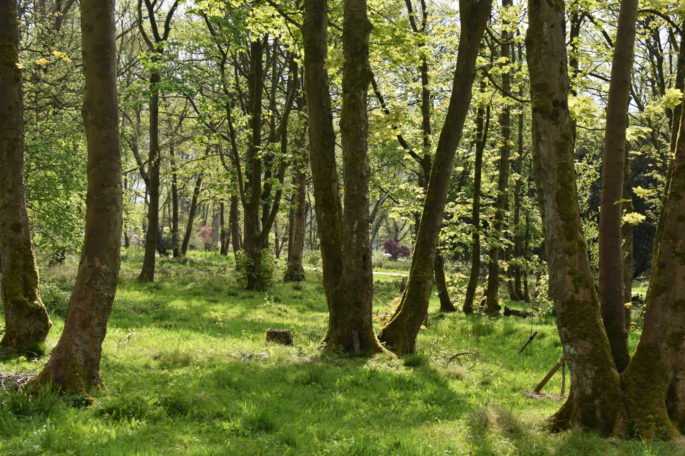 many tall trees in a forest of green grass