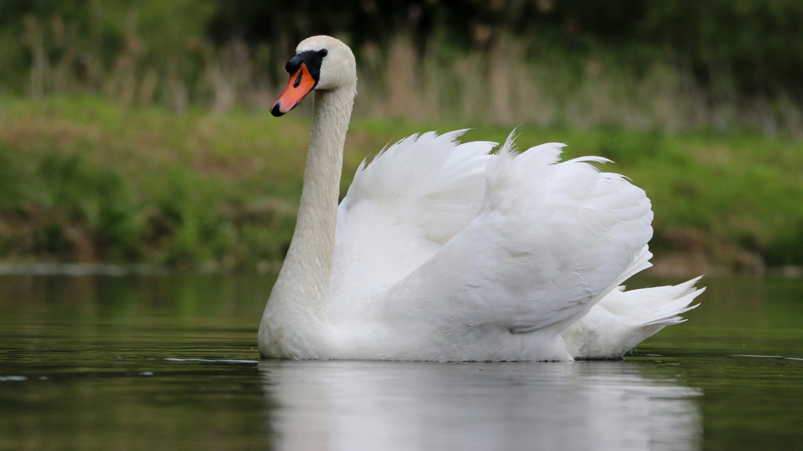 a white swan with red eyes swims in water