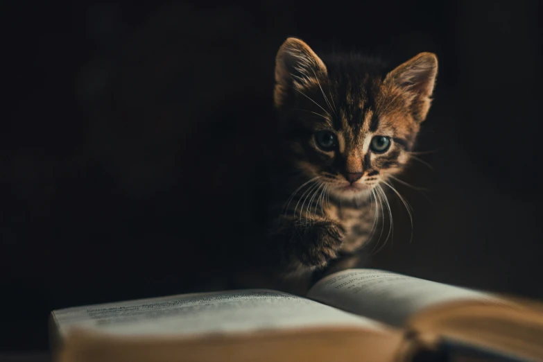 a small kitten looking intently over the open book