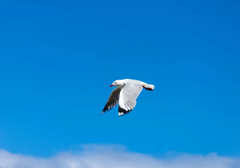 a seagull flying in a blue sky and white clouds