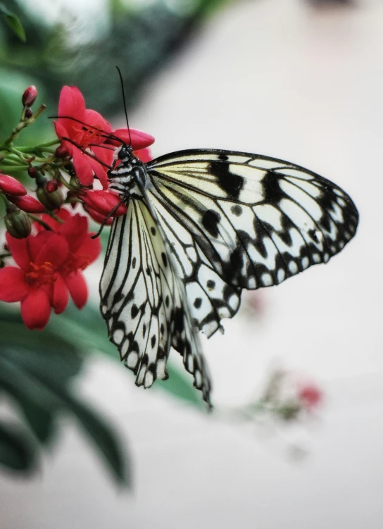 a close up of a erfly on some red flowers