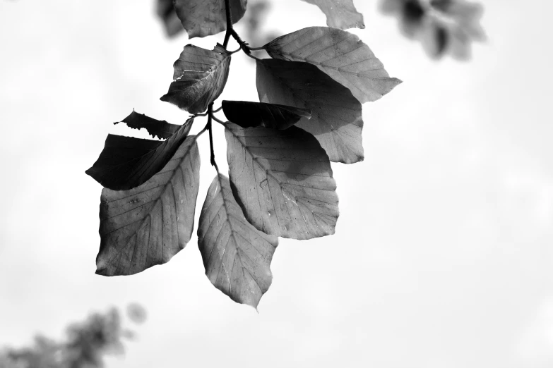 the leaves of a tree against a gray sky