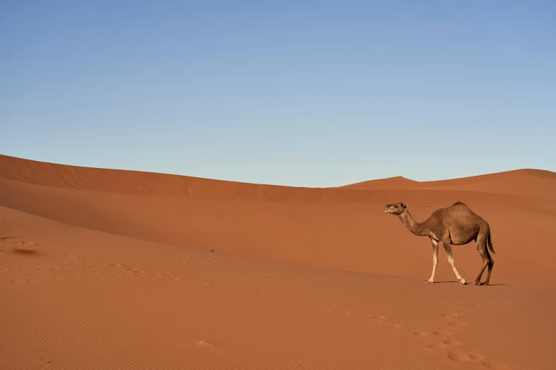 a camel stands alone in a large red desert