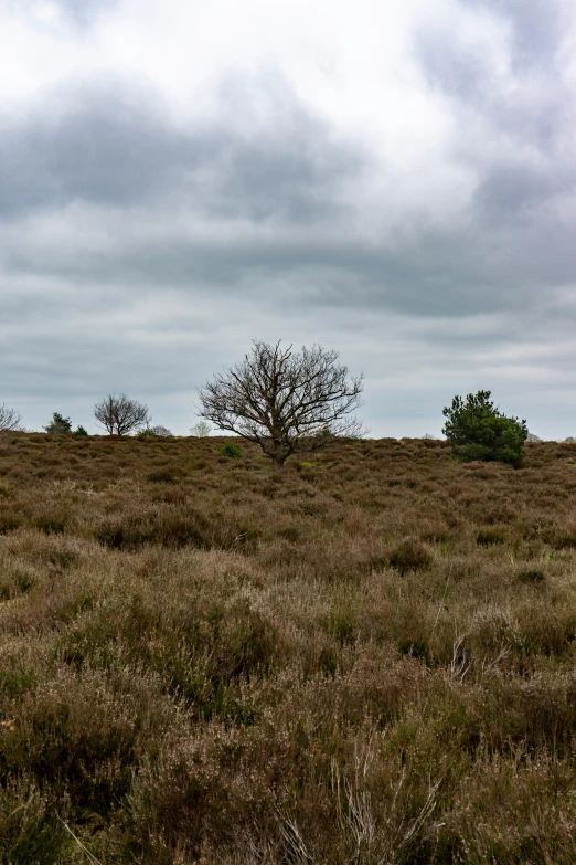 an open field with several trees in the distance