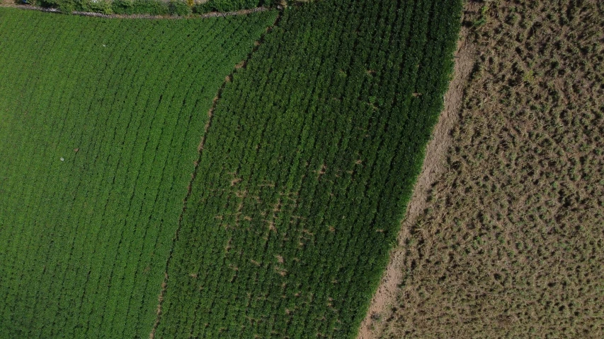 the aerial view shows an expansive corn field and a lone truck driving on the highway