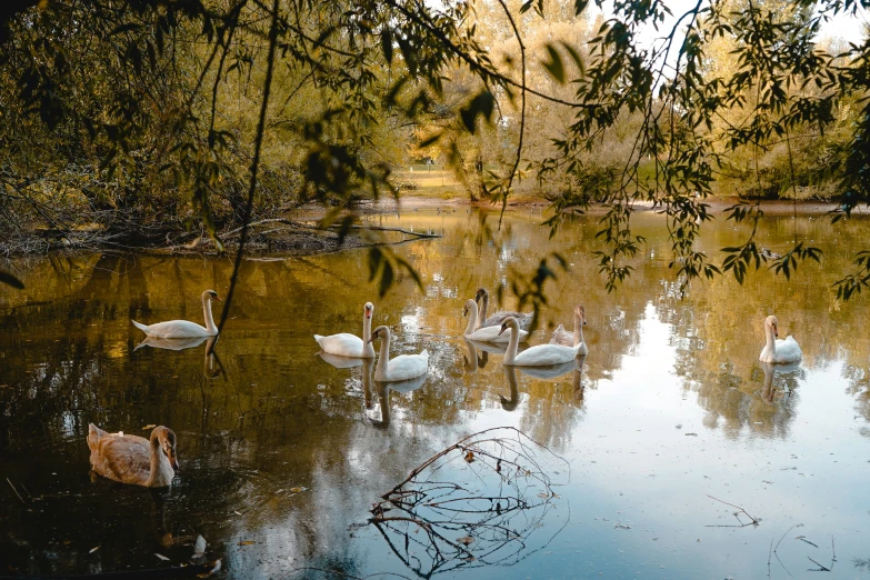 five swans swim in a small lake surrounded by trees