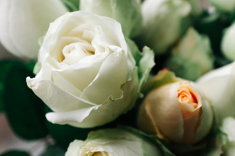 an image of a bunch of flowers with petals