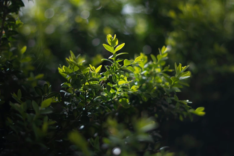 some green plants are growing with sun glaring through them