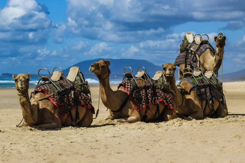 camels resting together on the beach for rest