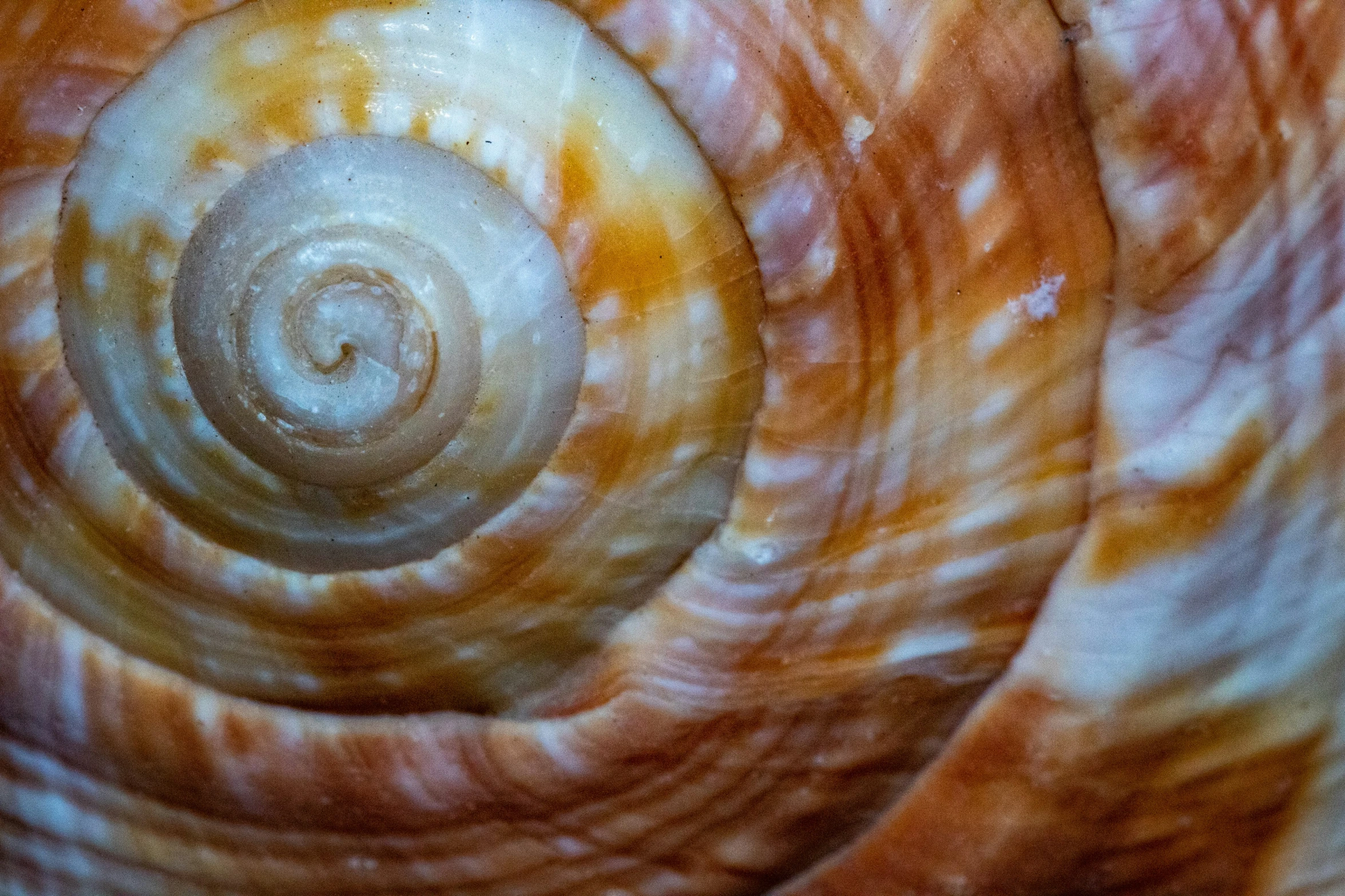 a spiral shaped object is shown close up