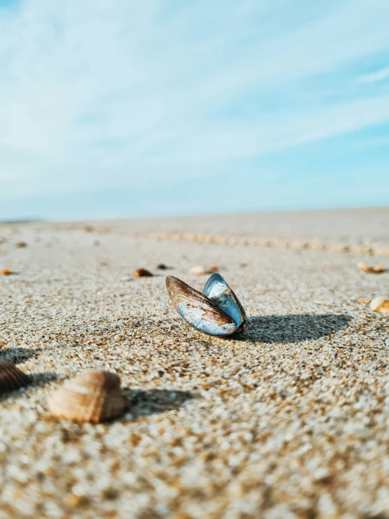 a shell lays on a sandy beach by the ocean