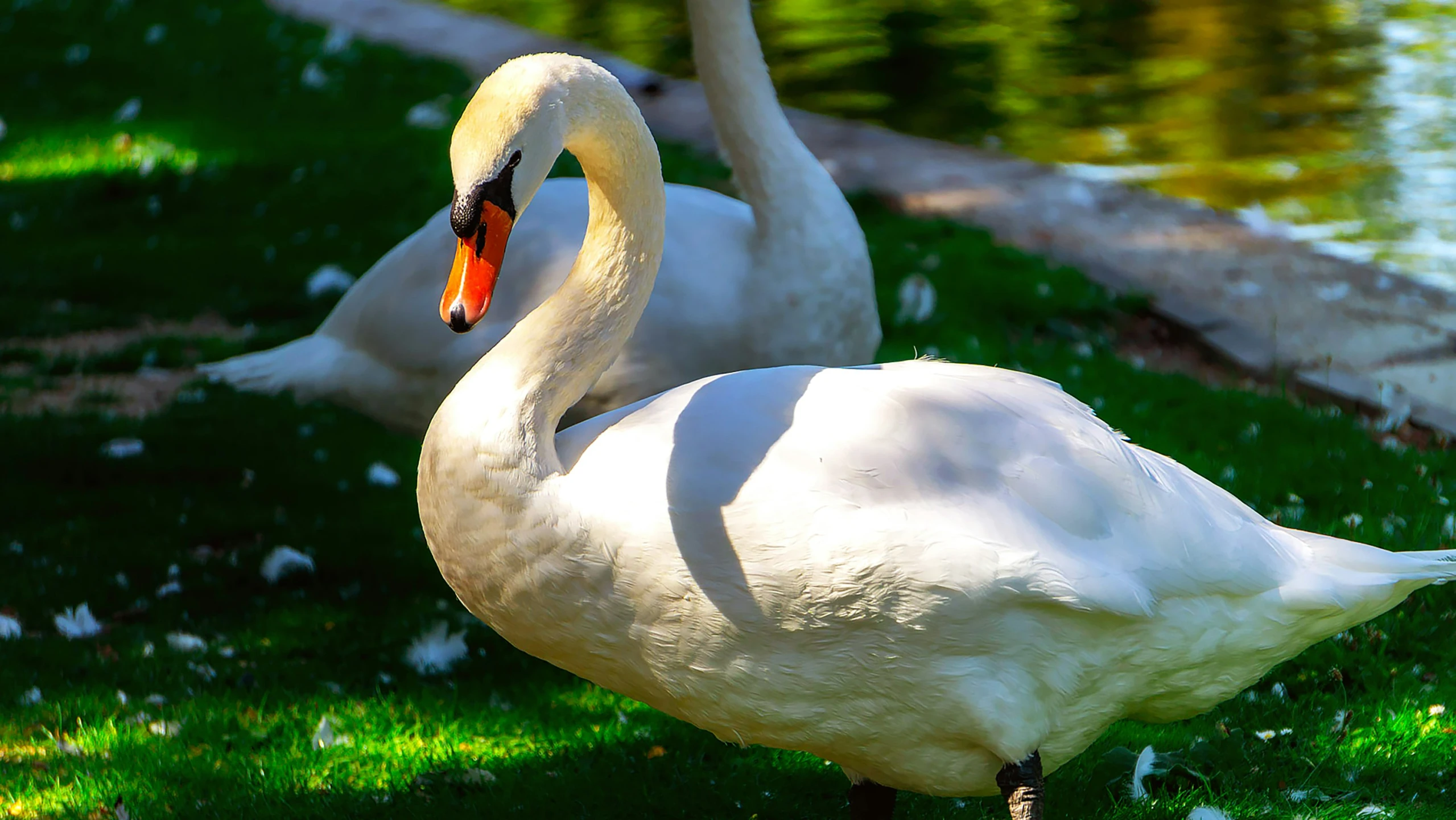 two swans are standing next to each other in the grass