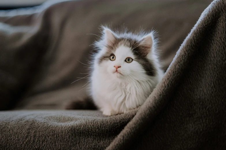 a kitten looking directly at the camera as it lies on a gray cloth