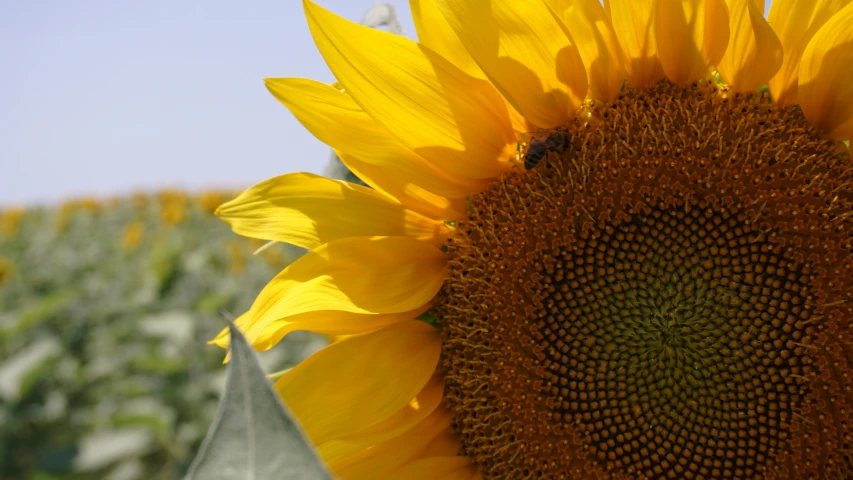 a big sunflower in the middle of a field