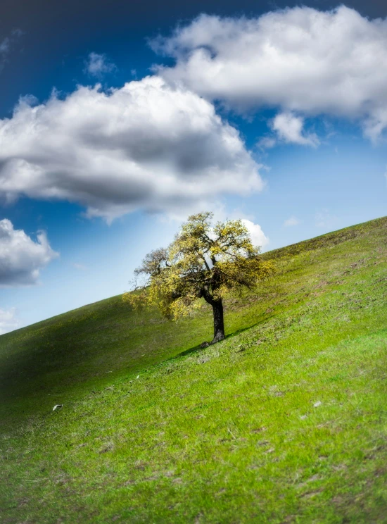 the lone tree on the grassy hill under the blue sky