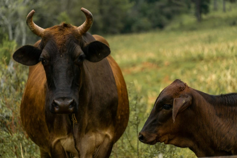 a couple of animals that are in the grass