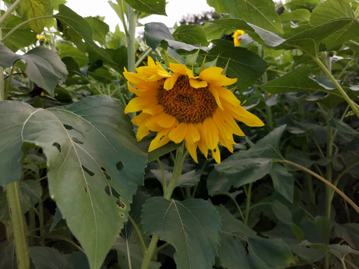 there is a large sunflower standing among the greenery