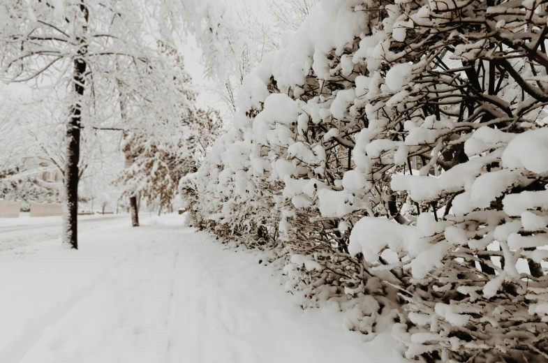 a street that has snow and trees in it