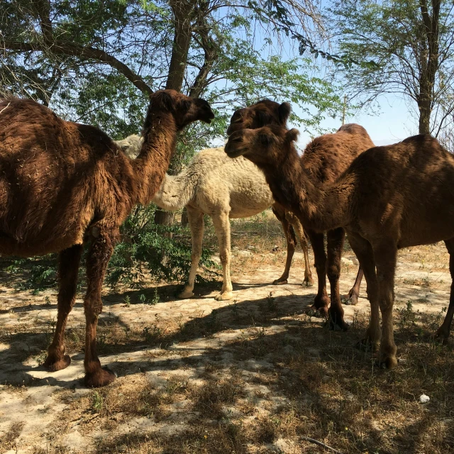 three camels are in a dirt lot