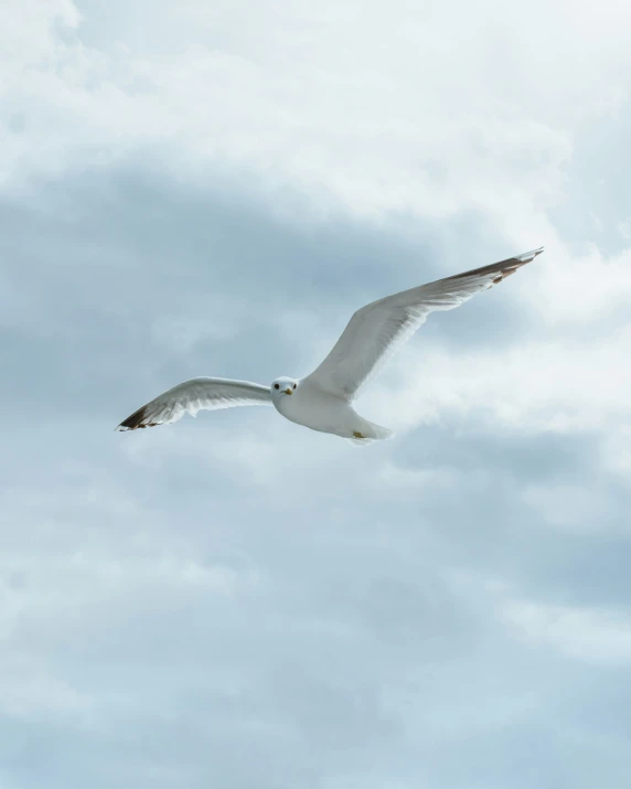 a seagull flying through a cloudy sky
